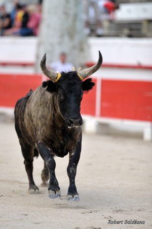 Affiche photo – Le Taureau