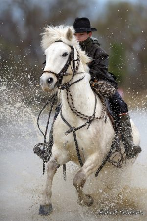 Affiche photo - Jeune Cavalier