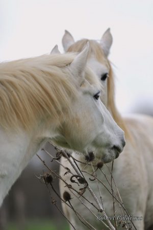 Affiche photo - Chevaux Camarguais
