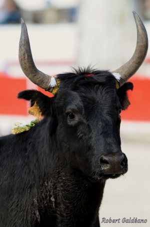 Affiche photo - Taureau