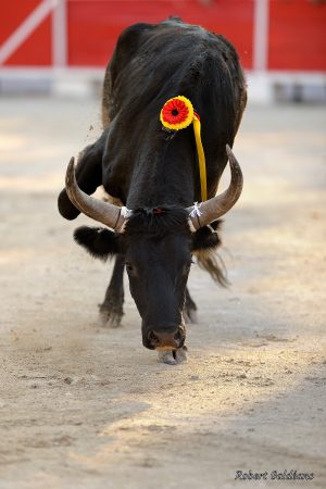 Affiche photo - Le Taureau